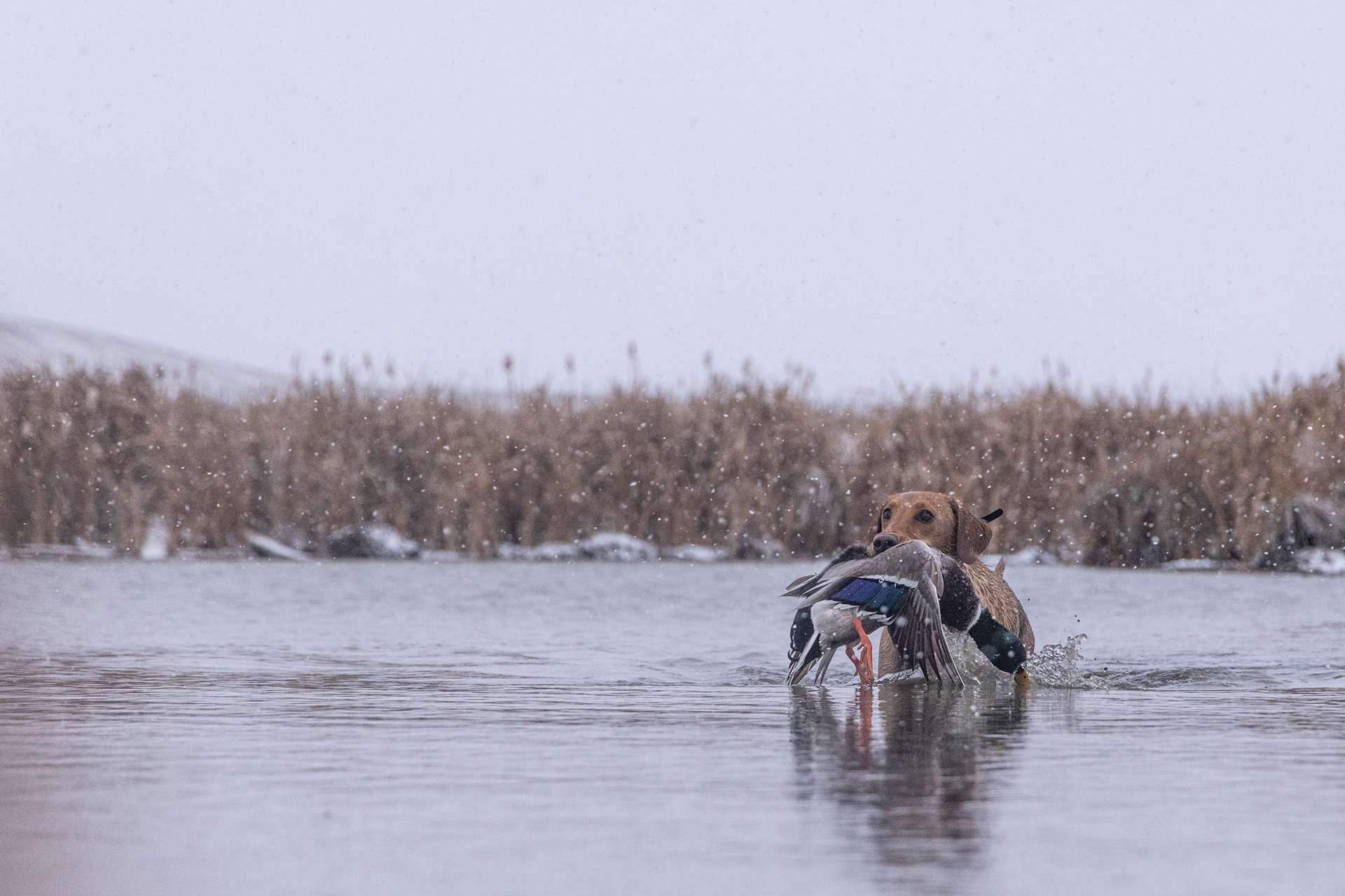 Canadian Waterfowl Hunts