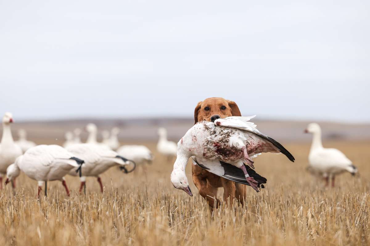 Waterfowl Hunting Species & Seasons